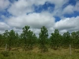 En el próximo cuatrienio buscan el establecimiento de 250 hectáreas en Reforestación Comercial en Yopal, Casanare.